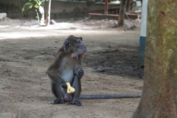 Macaca fascicularis. The Javanese mama eats a yellow ripe banana
