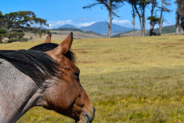 Gorgeous Wild Horse in mountains of California 