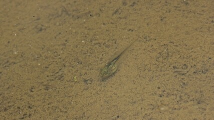 Kaulquappe eines Laubfroschs (Hyla arborea)