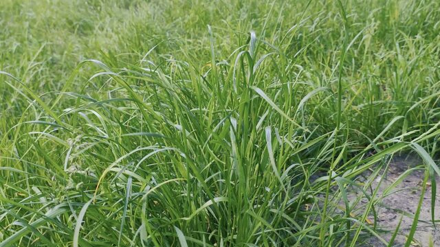 Grass, disambiguation - refers to the many species of plants in the family Poaceae