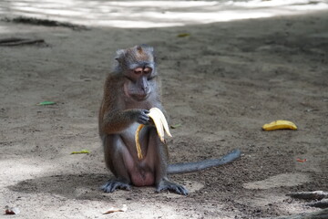 Macaca fascicularis. The Javanese mama eats a yellow ripe banana