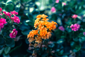 Macro shot of tiny orange flowers. home plant
