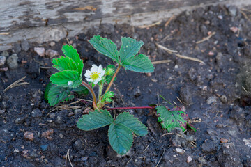 powerful healthy and beautiful bush of garden strawberries on black soil in the garden