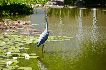 Reiher im Wasser von hinten