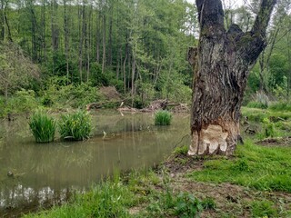 beaver © Marta
