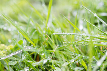 grass and stems scattered with waterdrops