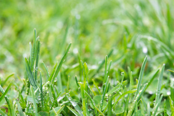 green grass with wet leaves background shallow depth of field 