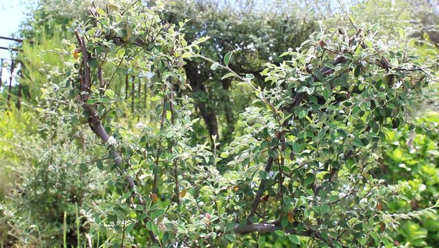 Unos arboles de rama fina 