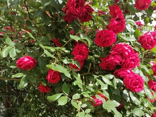Rosebuds bloomed in a sunlit garden.Roses bloomed