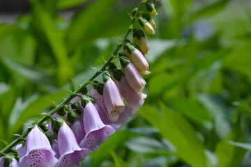flowers in the garden © Jennifer