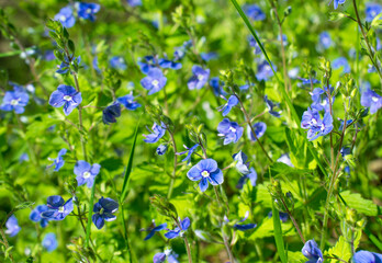 Fairy meadow flowers of  Veronica chamaedrys, germander speedwell, bird's-eye speedwell, cat's eyes  Veronica branch in the summer light deep green