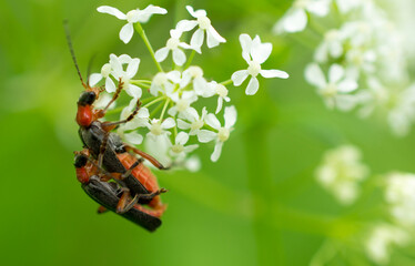 two soldier beetles or cantharidae male and female mate on a white flower