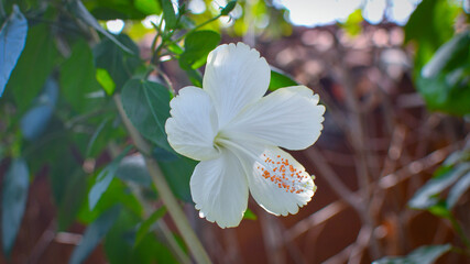 White China Rose Flower With Green Leaves Branches In The Garden. 