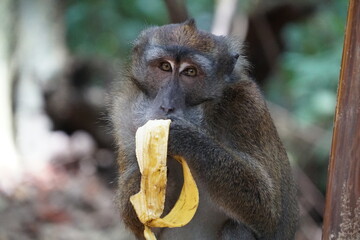 Macaca fascicularis. The Javanese mama eats a yellow ripe banana