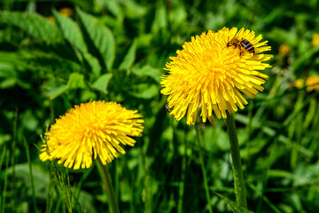 Two bright yellow dandelions lit by the summer sun among green grass. A bee sits on one of the dandelions and collects nectar.
