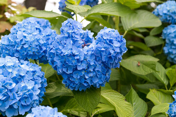 紫陽花の花　東京都葛飾区　日本