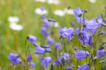 bellflowers or campanula pastel background
