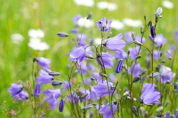 bellflowers or campanula soft summer background