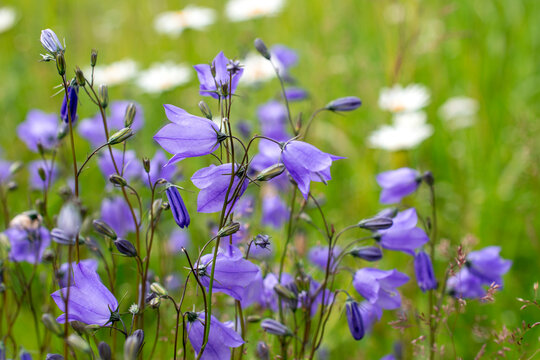 A lots of very young and fresh bellflowers or campanula with camomile in background