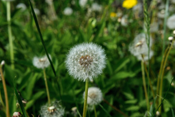 Dandelion with ripened seeds against the background of dense green grass and other dandelions from which the seeds partially scattered.