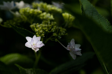紫陽花の花　東京都葛飾区　日本