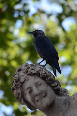 Raven on the head sculpture in Croatia, Dubrovnik