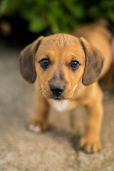 Small Dachshund puppies are playful and very beautiful