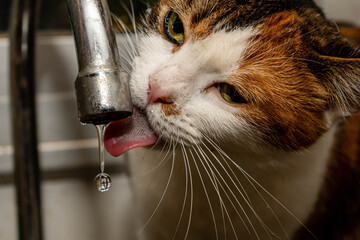 gata marrón y blanco tomando agua del grifo con gota congelada por alta velocidad