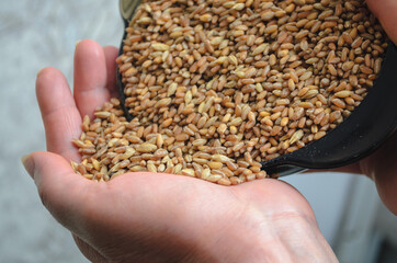 Generosity in food. Abundance of food and grain.