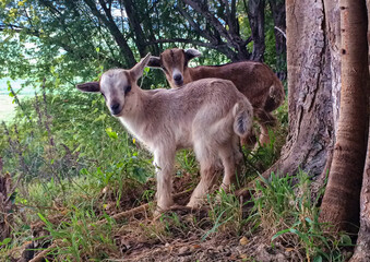 two little goats on path