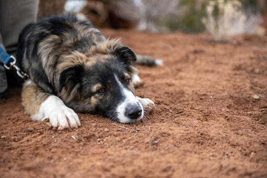 Dog Resting On A Dirt Trail
