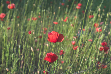 Summer sunny background with red field poppies.