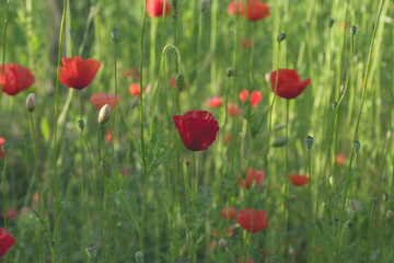 Fototapeta na wymiar Summer sunny background with red field poppies.