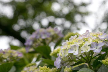 紫陽花の花　東京都葛飾区　日本