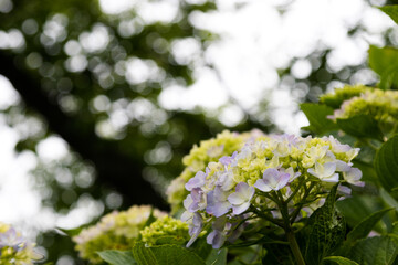 紫陽花の花　東京都葛飾区　日本