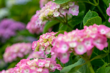 紫陽花の花　東京都葛飾区　日本