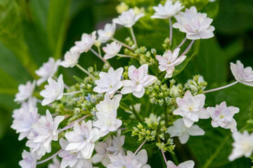 紫陽花の花　東京都葛飾区　日本