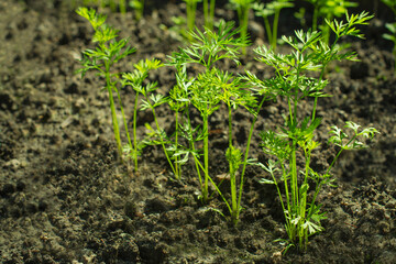 Young carrots plants in lines and sun shine on black soil