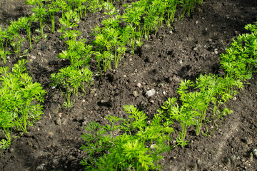Young carrots sprouts in the sun shine in garden: shallow depth of field