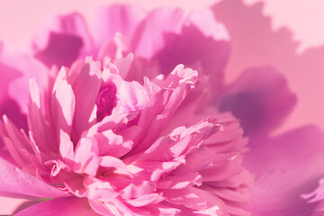Peony flower close up. Creative layout.