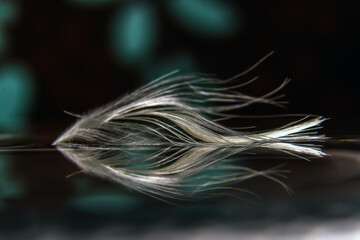 feather on water with reflection macro photography