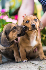 Small Dachshund puppies are playful and very beautiful