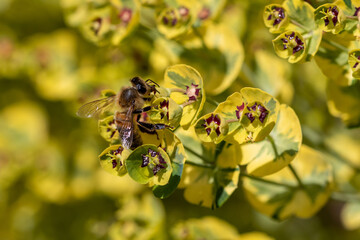 Bee taking nectar from blossom of Euphorbia plant