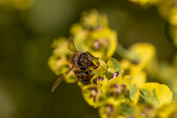 Bee taking nectar from blossom of Euphorbia plant