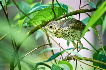 Song thrush juvenile ( Turdus Philomelos )