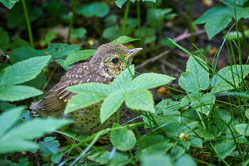 Song thrush juvenile in the grass ( Turdus Philomelos )