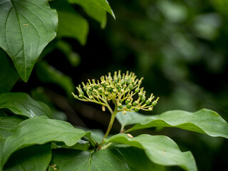 SEED HEAD