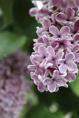 Beautiful lilac