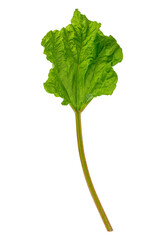 Fresh picked Rhubarb isolated on a white background. Rhubarb with green leaves