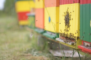 Close up of flying bees. Wooden beehive and bees. 